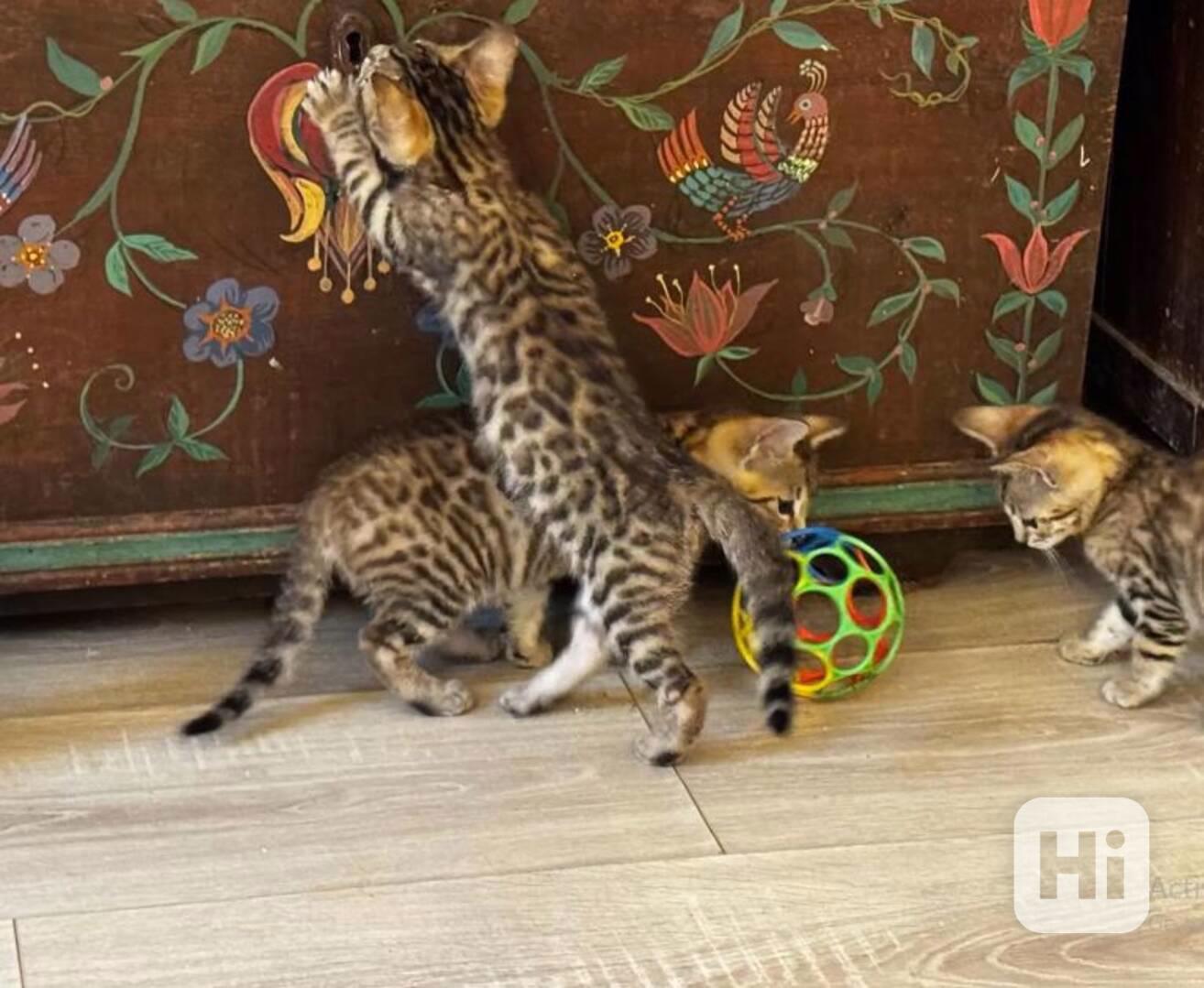 Bengálská koťata k dispozici, narozena 4. října 2025 - foto 1