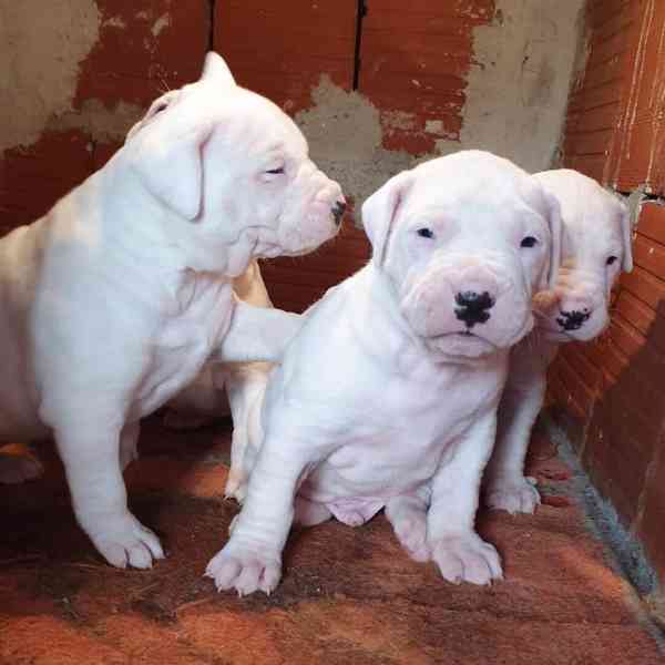  Argentinská doga Štenata k adopci - foto 1