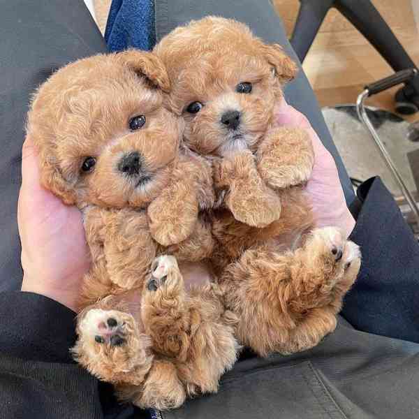 Prodám štěňata mini pudla Toy. - foto 2