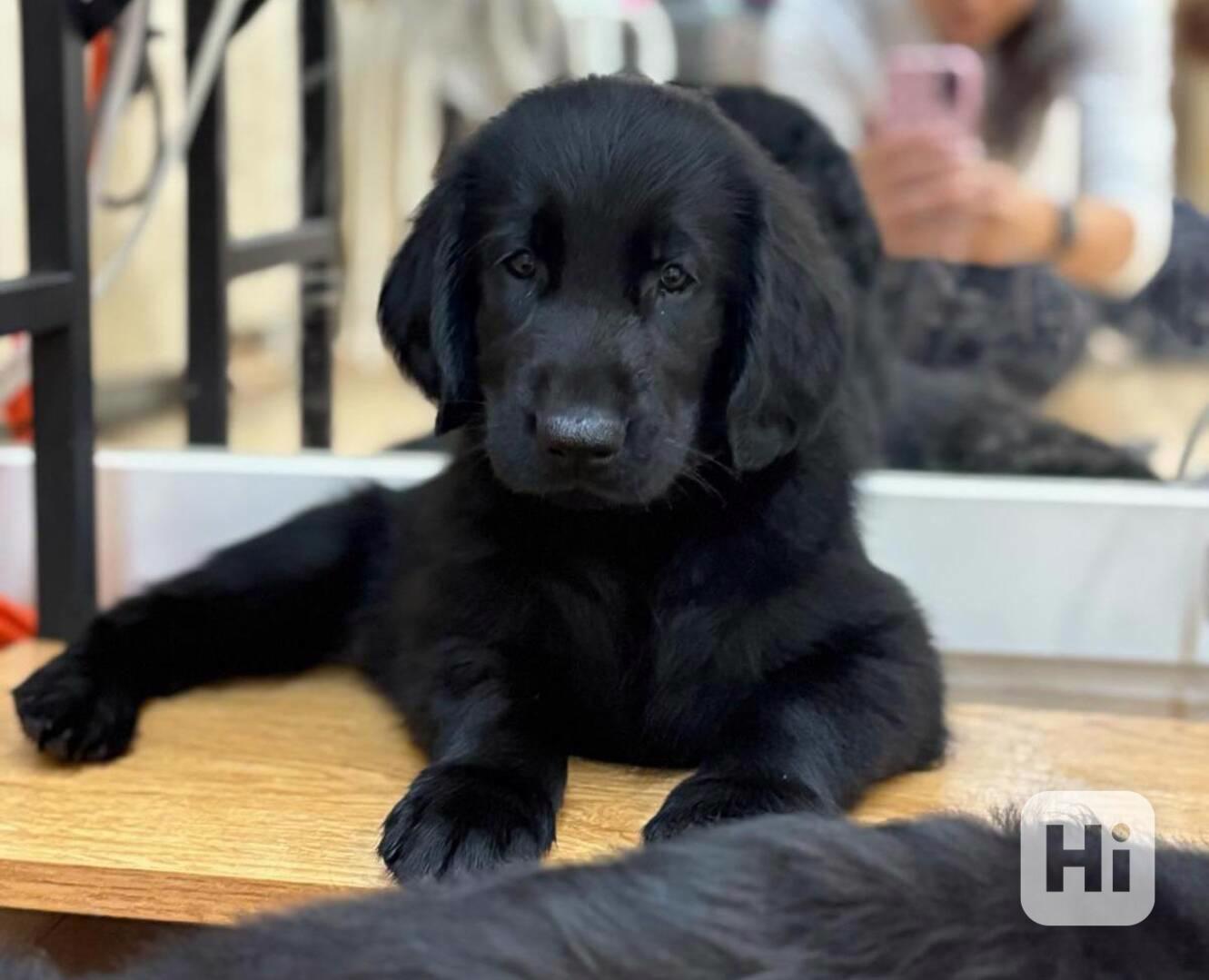 Flat coated retriever – štěňata s PP, volná jedna holčička - foto 1