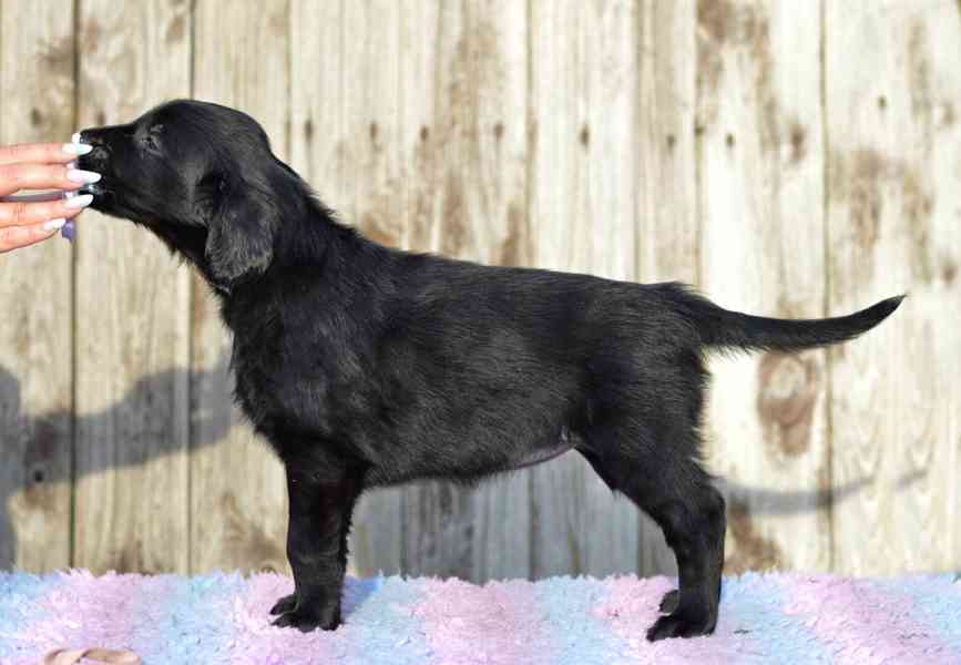 Flat coated retriever – štěňata s PP, volná jedna holčička - foto 6