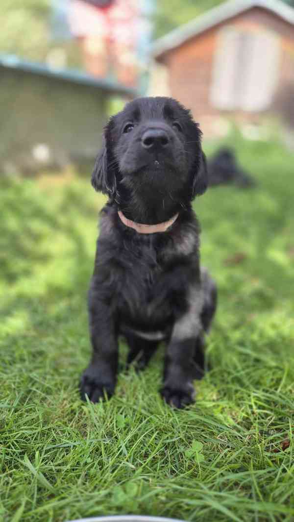 Flat coated retriever – štěňata s PP, volná jedna holčička - foto 5