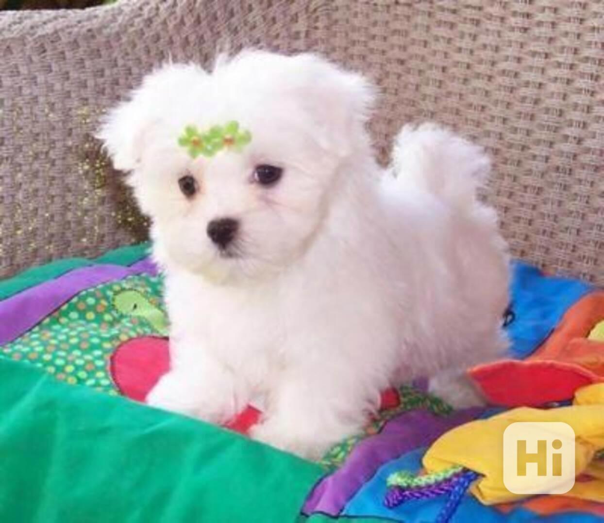 maltézská štěňátka k adopci - foto 1