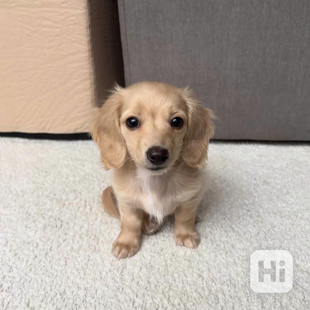 Štěňata jezevčíka - foto 1