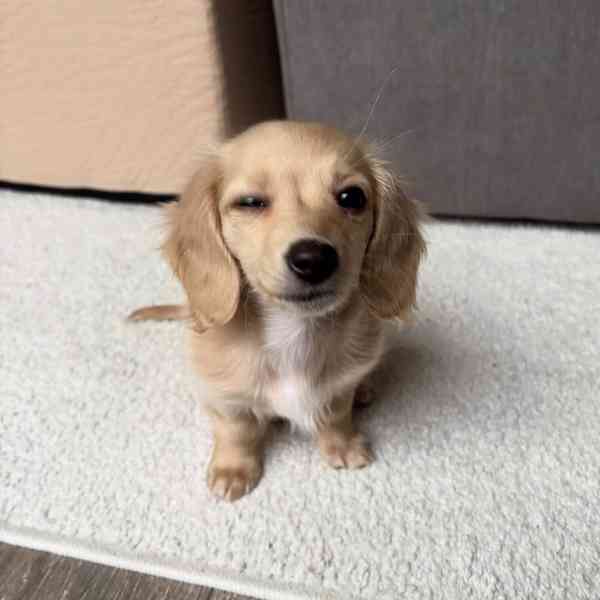 Štěňata jezevčíka - foto 2