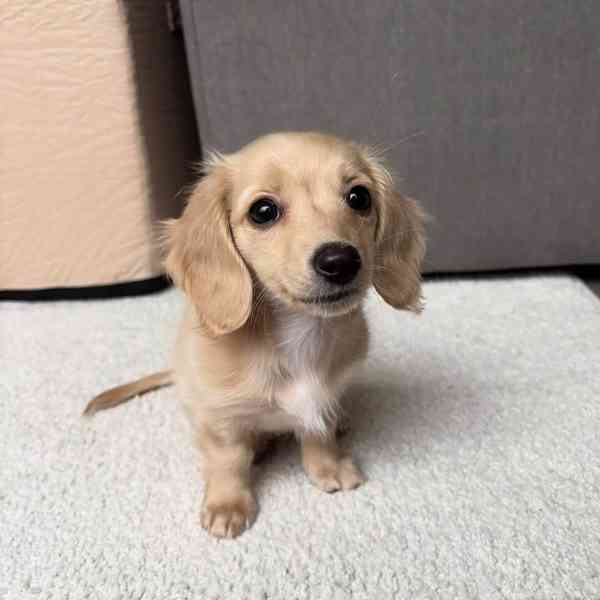 Štěňata jezevčíka - foto 3