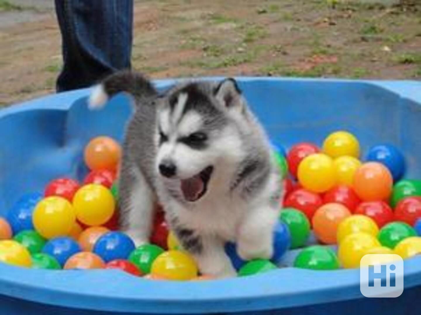 Štěňata sibiřského huskyho - foto 1