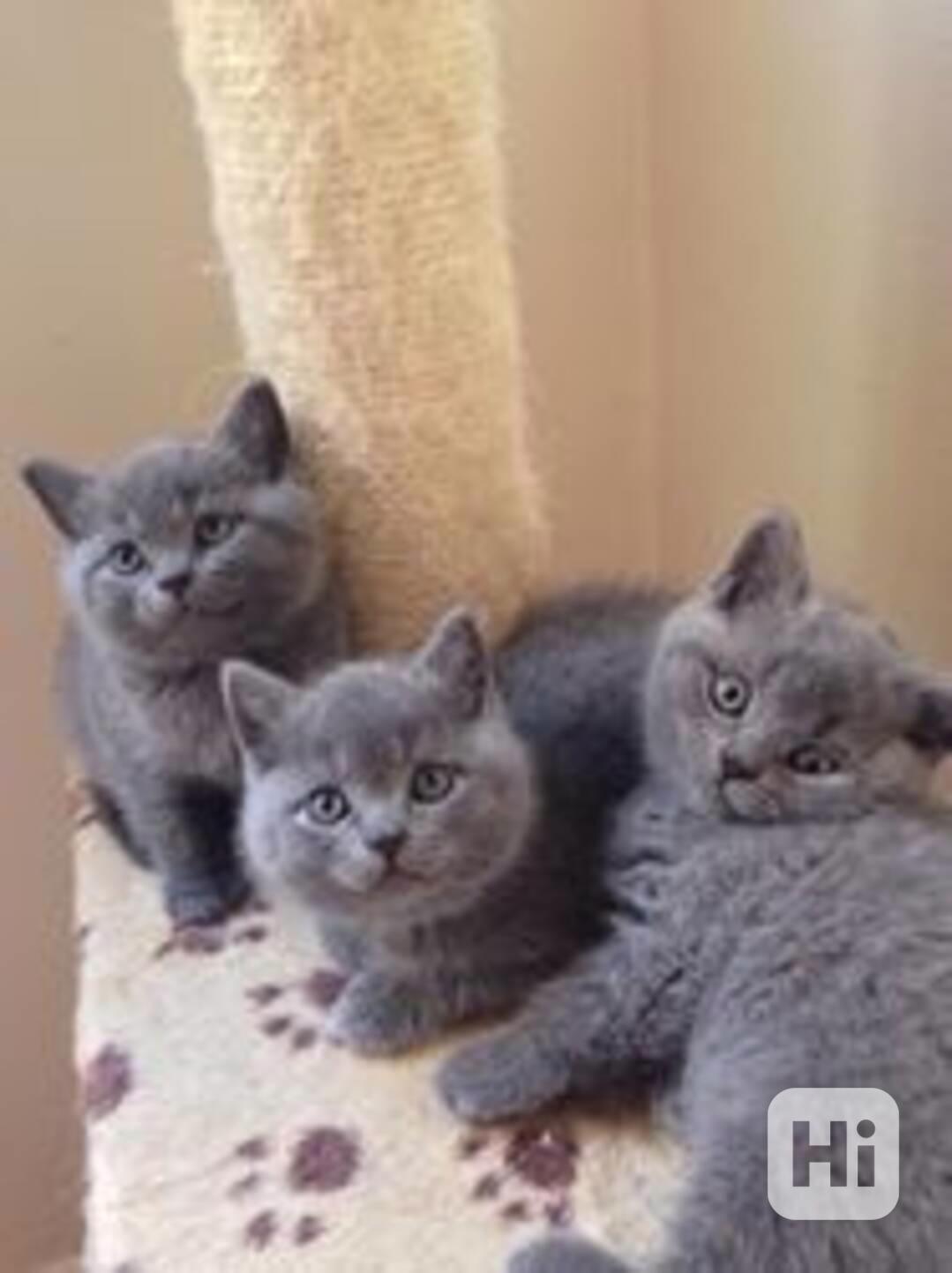 kitten - foto 1