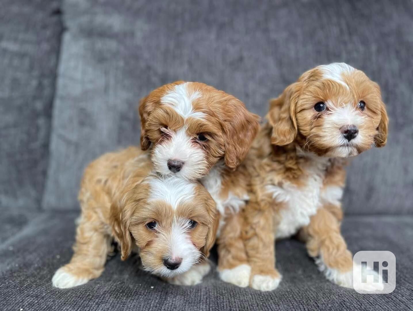Rozkošné štěně cavapoo - foto 1
