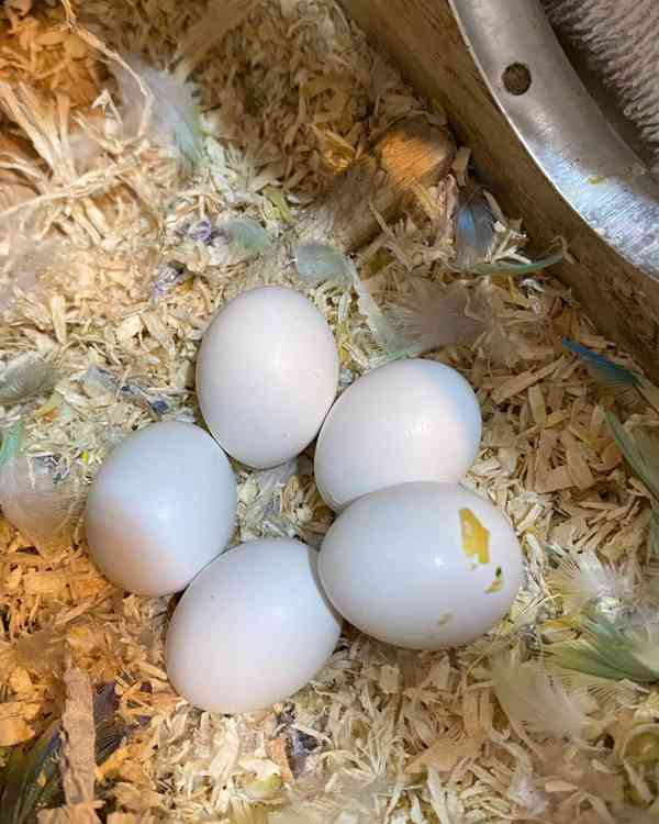 Papoušci a čerstvě snesená vajíčka papoušků - foto 1