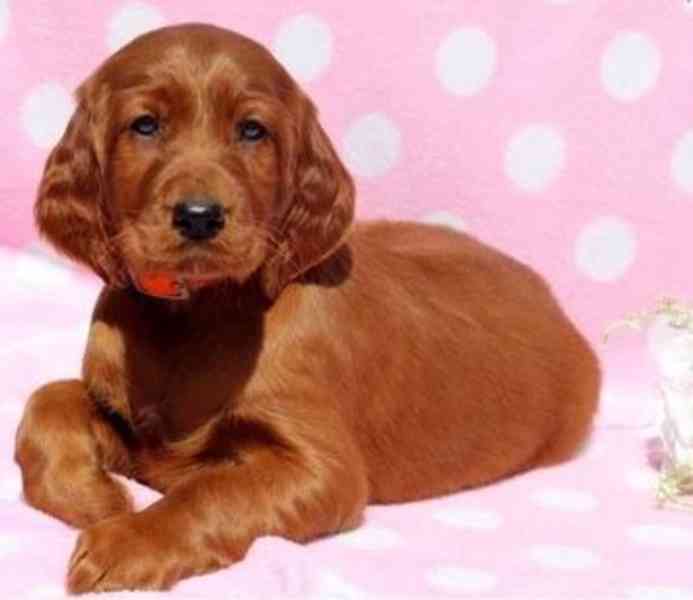 štěňata Irský setr k dispozici - foto 1