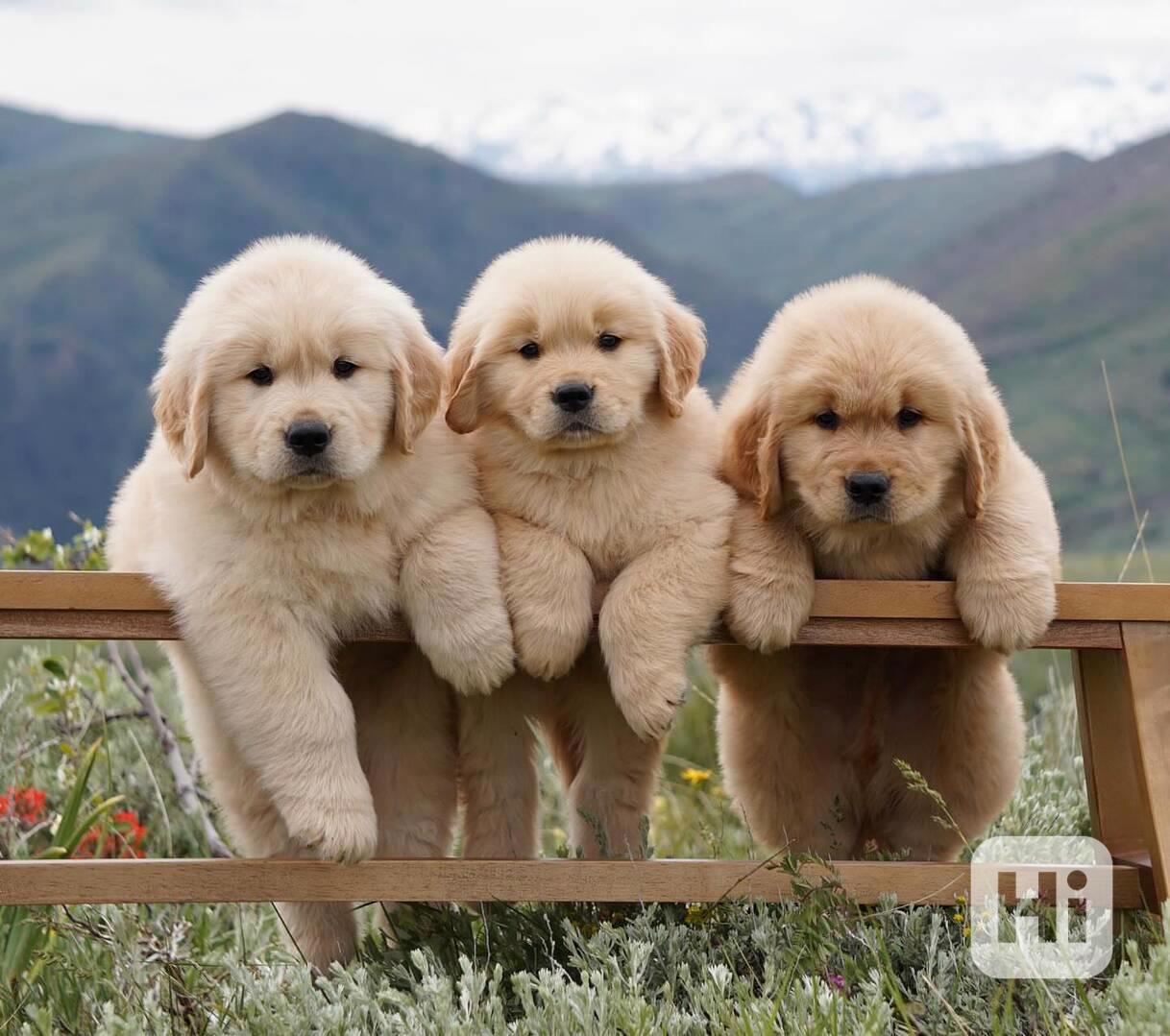 🐾 Štěňata zlatého retrívra na prodej - foto 1