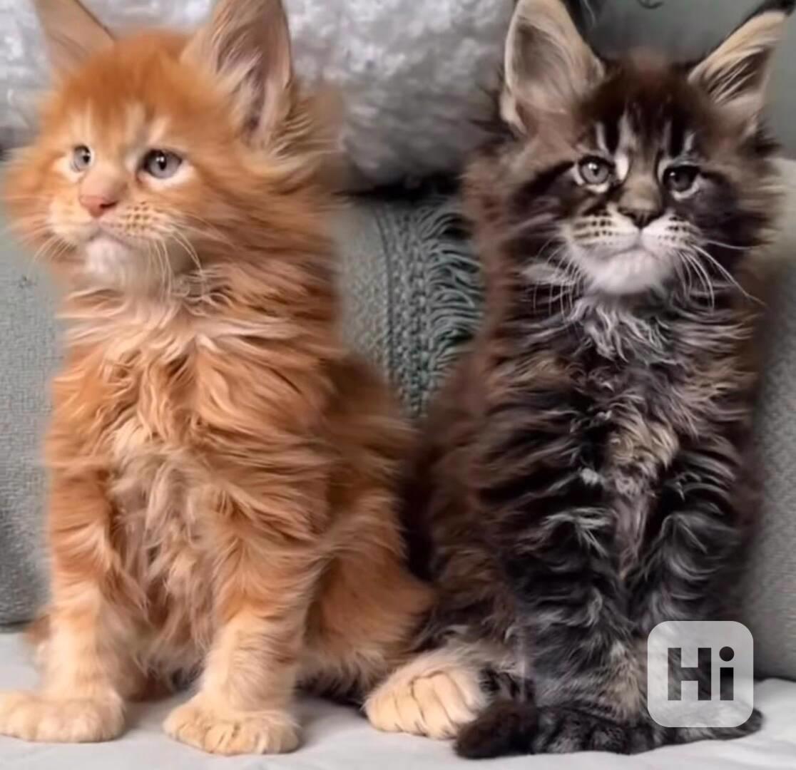 Krásné kotě Mainské mývalí s PP - foto 1