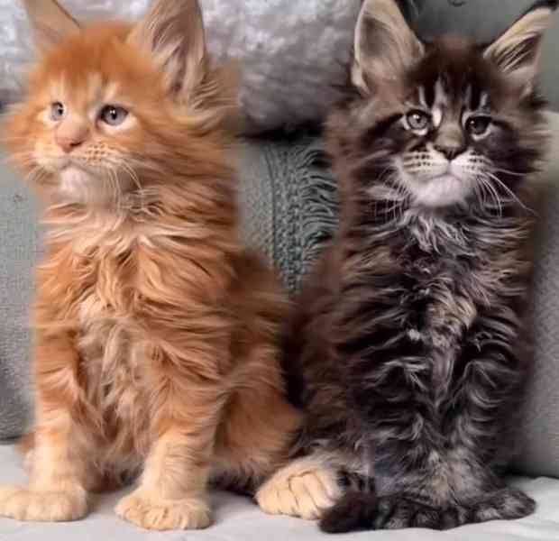 Krásné kotě Mainské mývalí s PP