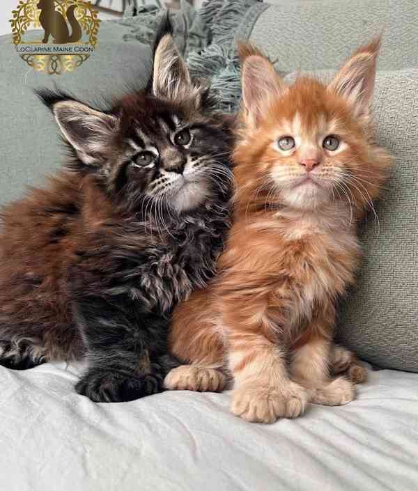 Krásné kotě Mainské mývalí s PP - foto 2