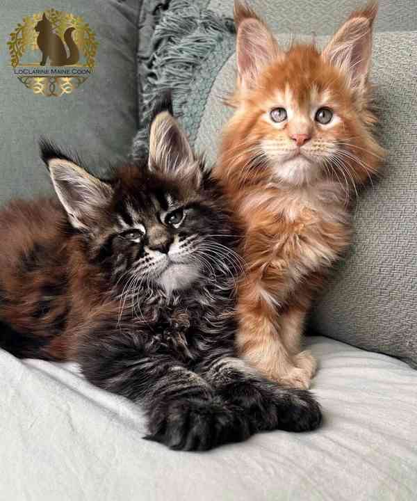 Krásné kotě Mainské mývalí s PP - foto 3