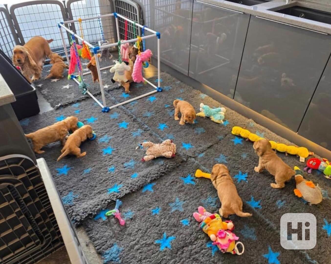 Štěňata kokršpaněla připravena - foto 1