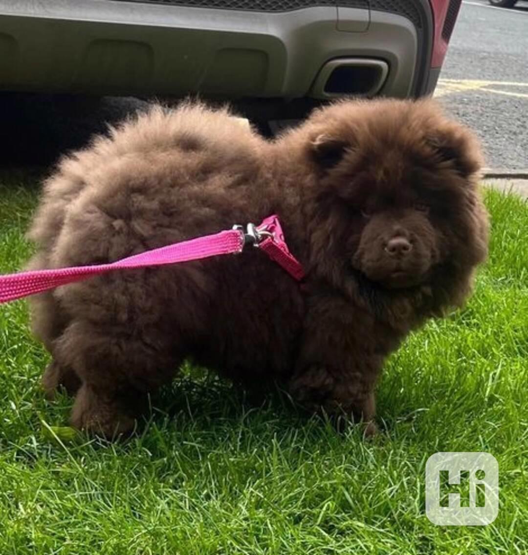 Chow Chow Vynikající kvalitní čokoládová princezna 💗 - foto 1