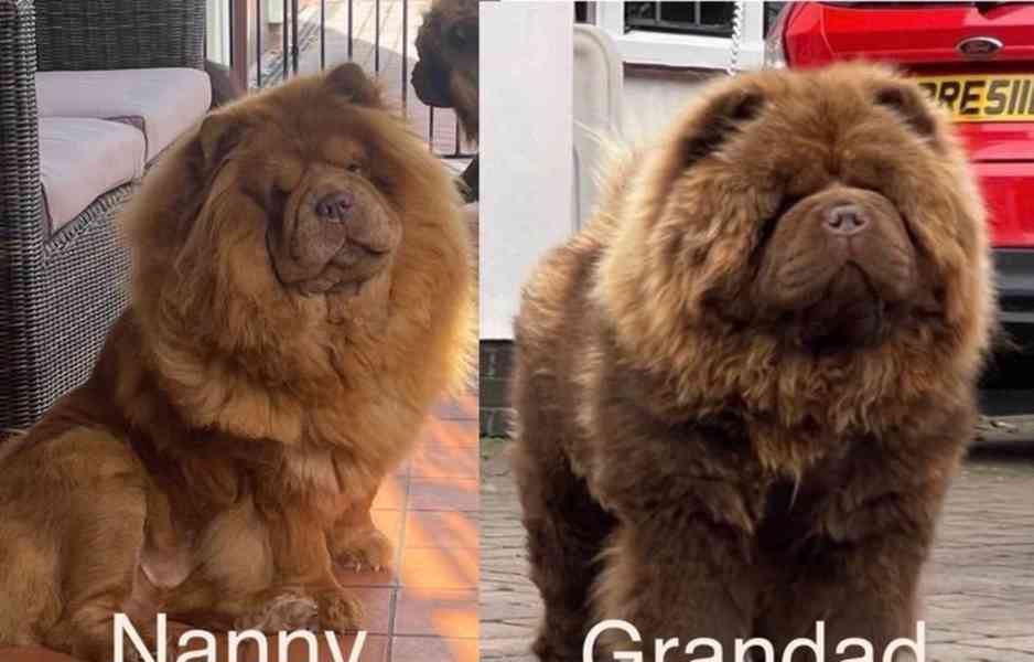 Chow Chow Vynikající kvalitní čokoládová princezna 💗 - foto 9