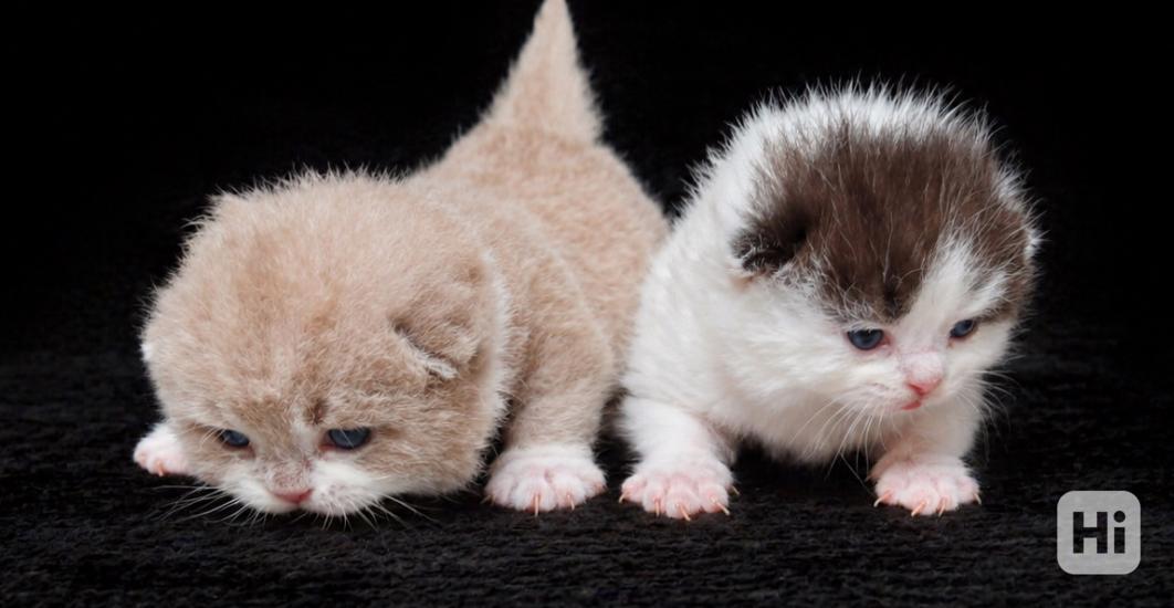 Britská koťátka k rezervaci - foto 1