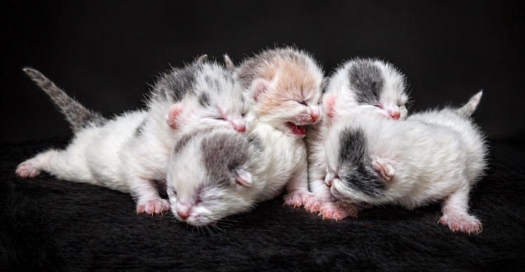 Britská koťátka k rezervaci - foto 3