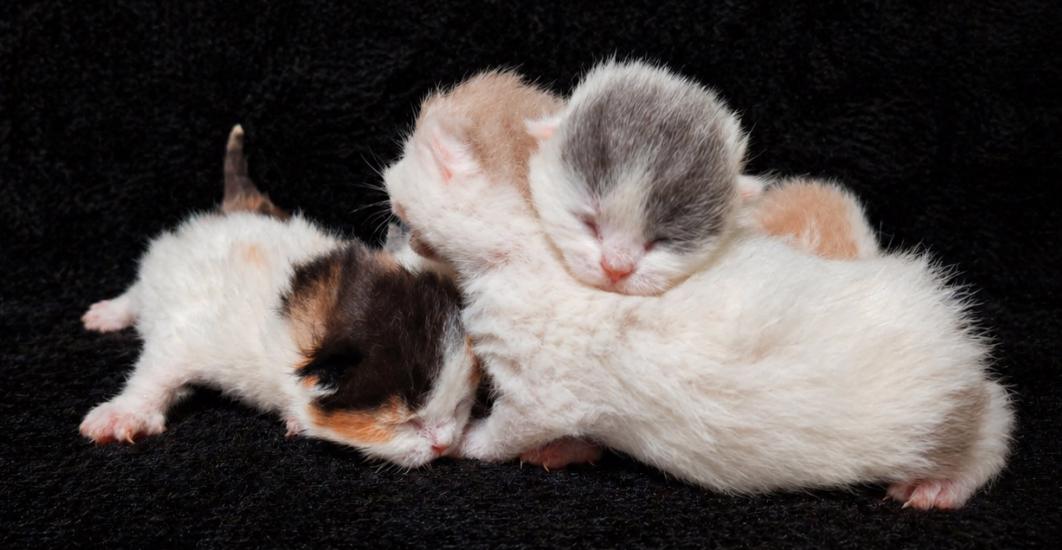 Britská koťátka k rezervaci - foto 2