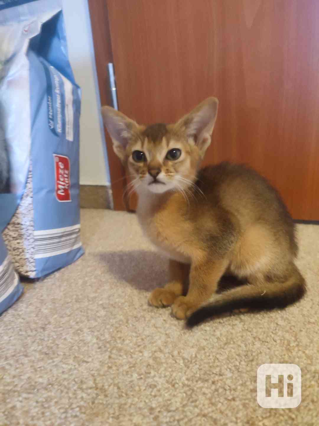 Habeššká koťata s PP - foto 1
