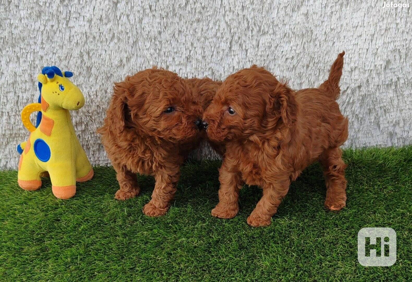 Rozkošná štěňátka toy pudla hledají nový domov, kde si budou - foto 1