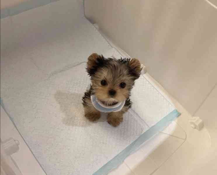 Dárek zdarma Dvě štěňata Yorkie k adopci zdarma - foto 1