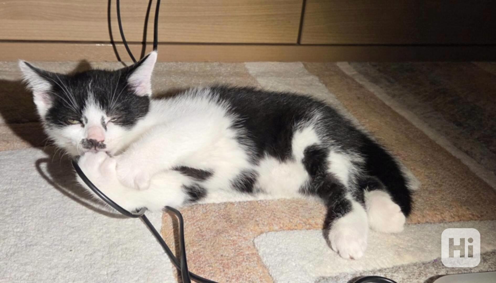 Moc milí, mazliví černobílí bráškové Ládík a Eliáš  - foto 1