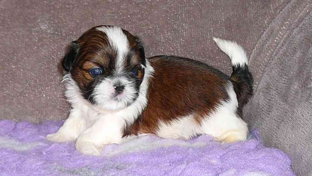 Štěňátka Shih-tzu nabízím - foto 3