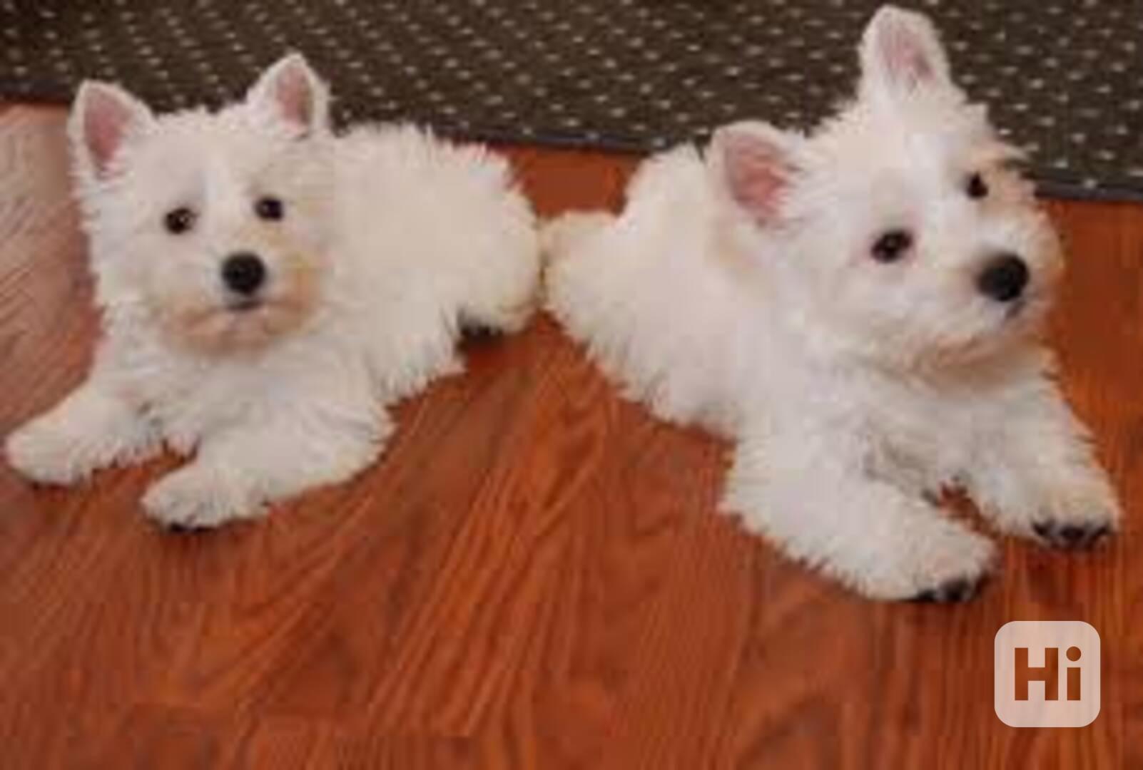 Štěňata West Highland White Terrier - foto 1