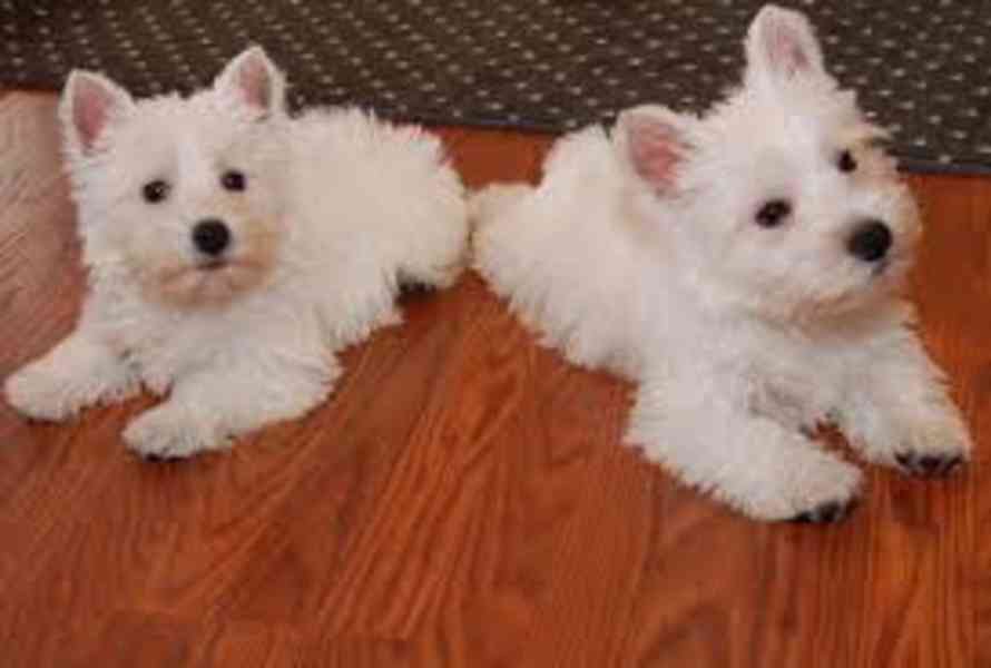 Štěňata West Highland White Terrier - foto 1