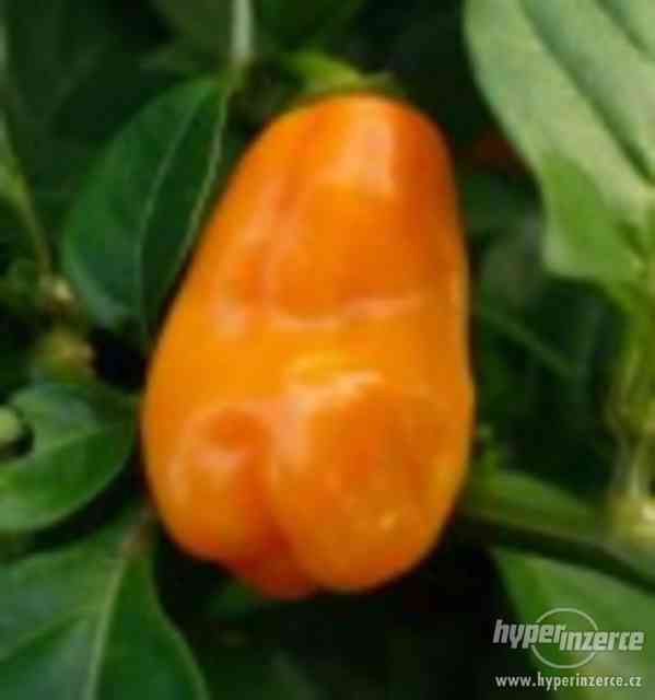 Chilli Maraba orange - semena 15,- Kč - foto 1