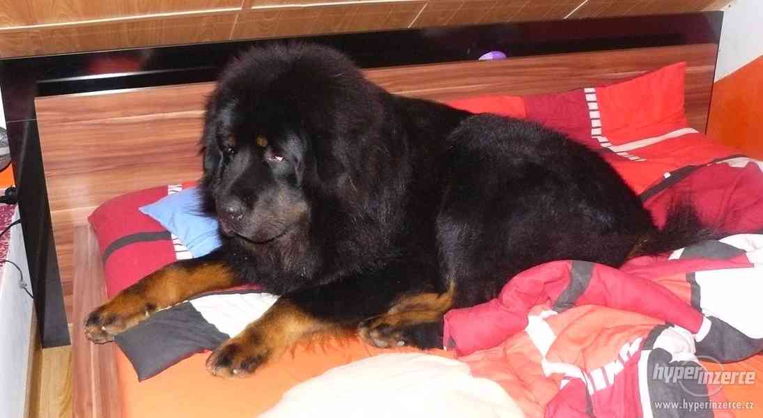 Tibetská doga - foto 6