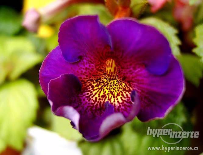 ACHIMENES-RHIZOMY - foto 1