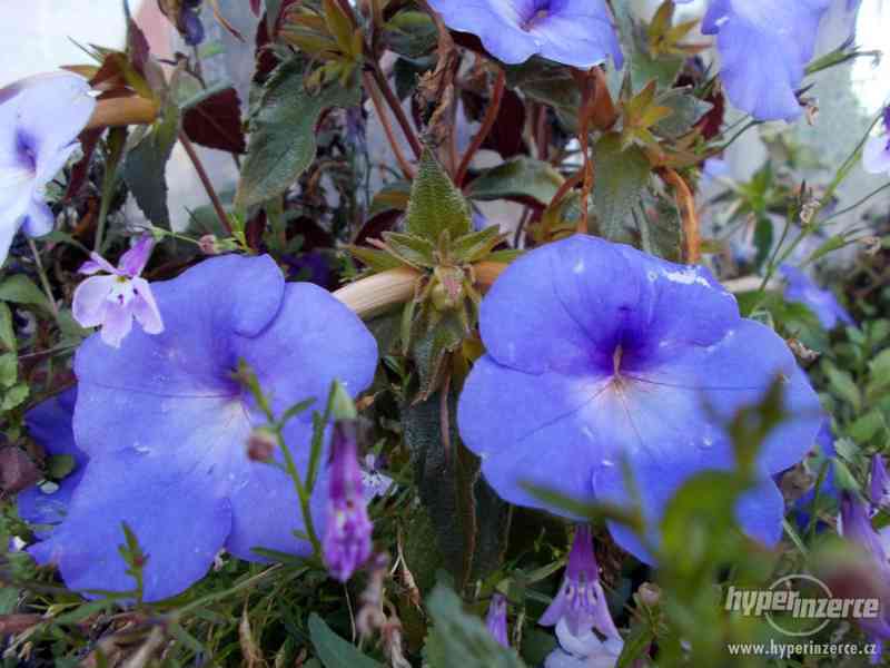 ACHIMENES-RHIZOMY - foto 2