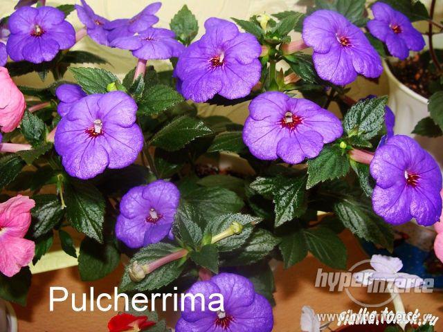 ACHIMENES-RHIZOMY - foto 3