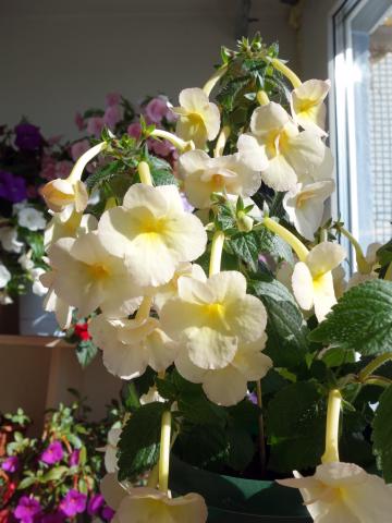 ACHIMENES-RHIZOMY - foto 4