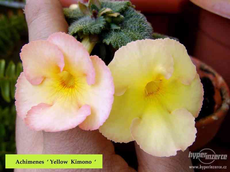 ACHIMENES-RHIZOMY - foto 5