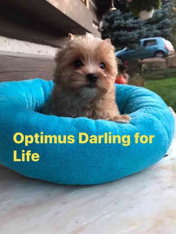 golddust yorkshire terrier - foto 1