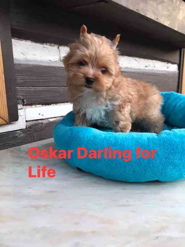 golddust yorkshire terrier - foto 2