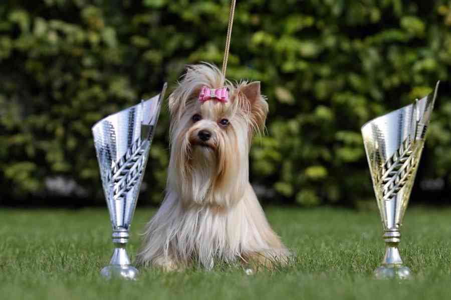 golddust yorkshire terrier - foto 4
