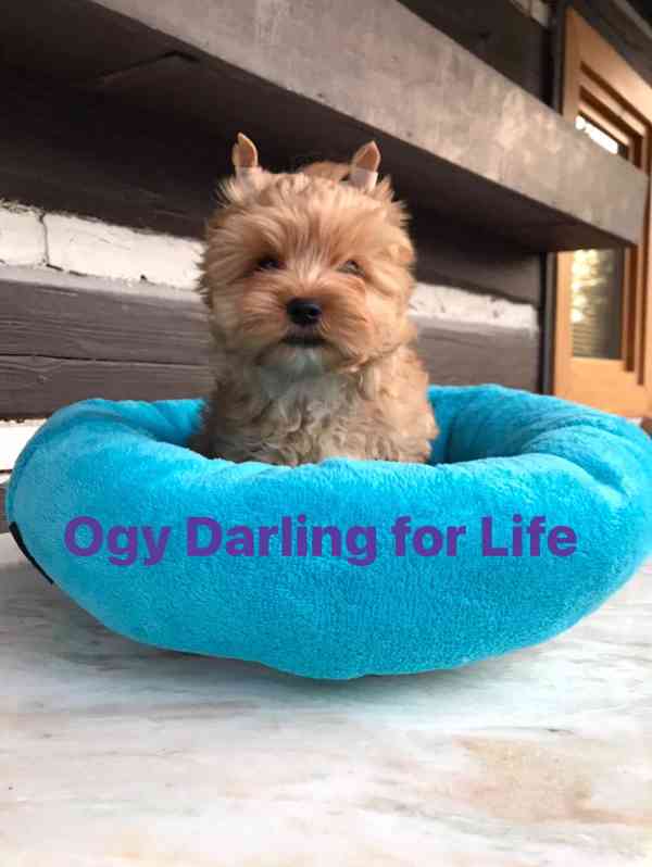 golddust yorkshire terrier - foto 3
