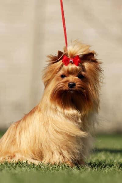 golddust yorkshire terrier - foto 5