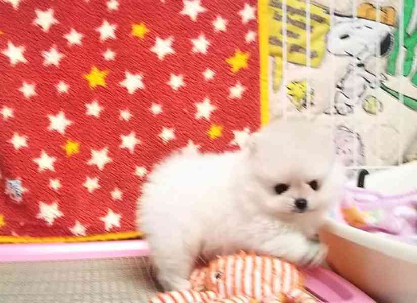 Štěňátko miniaturního pomeraniana k adopci
