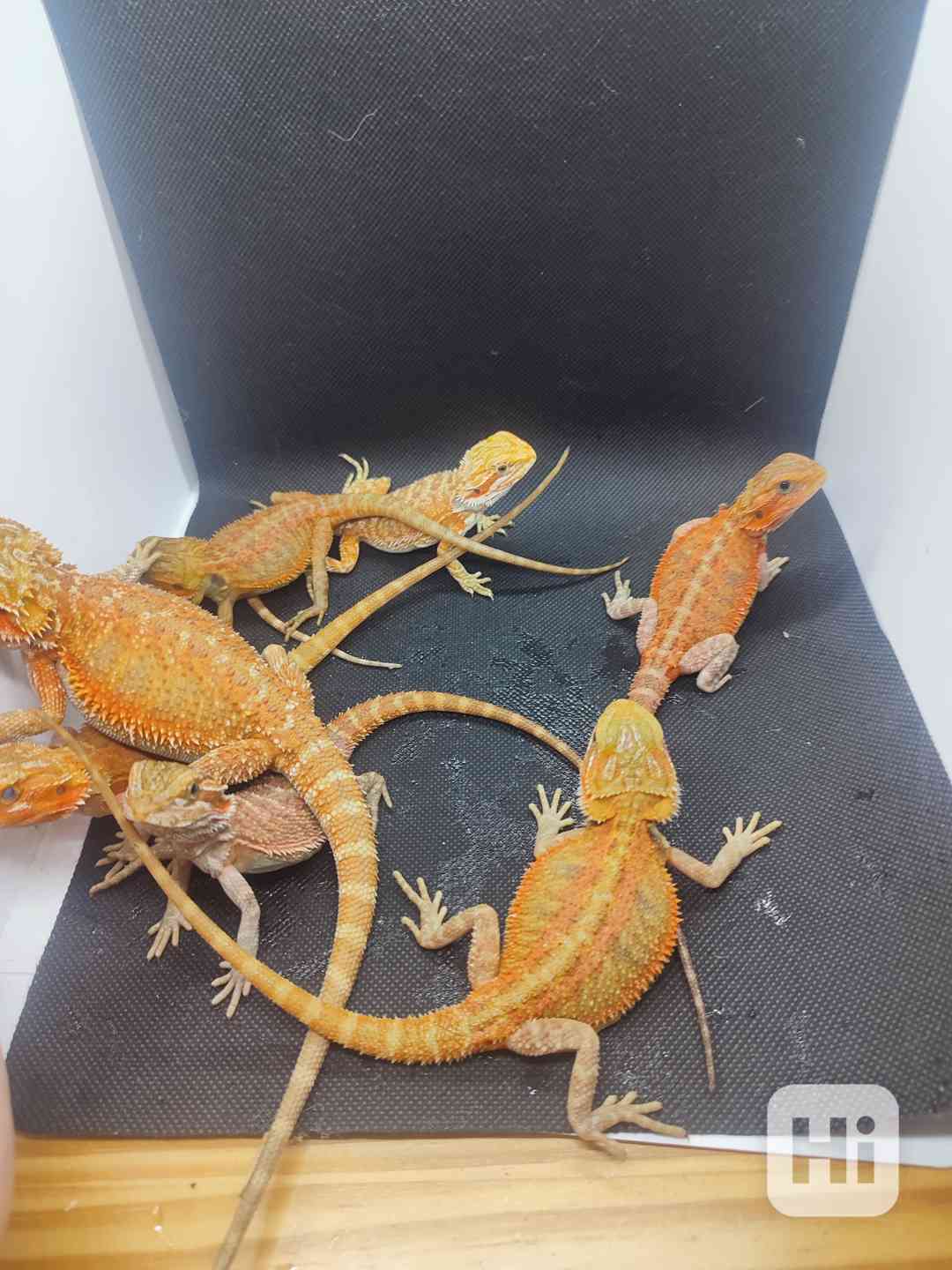 Agama vousatá Orange  - foto 1