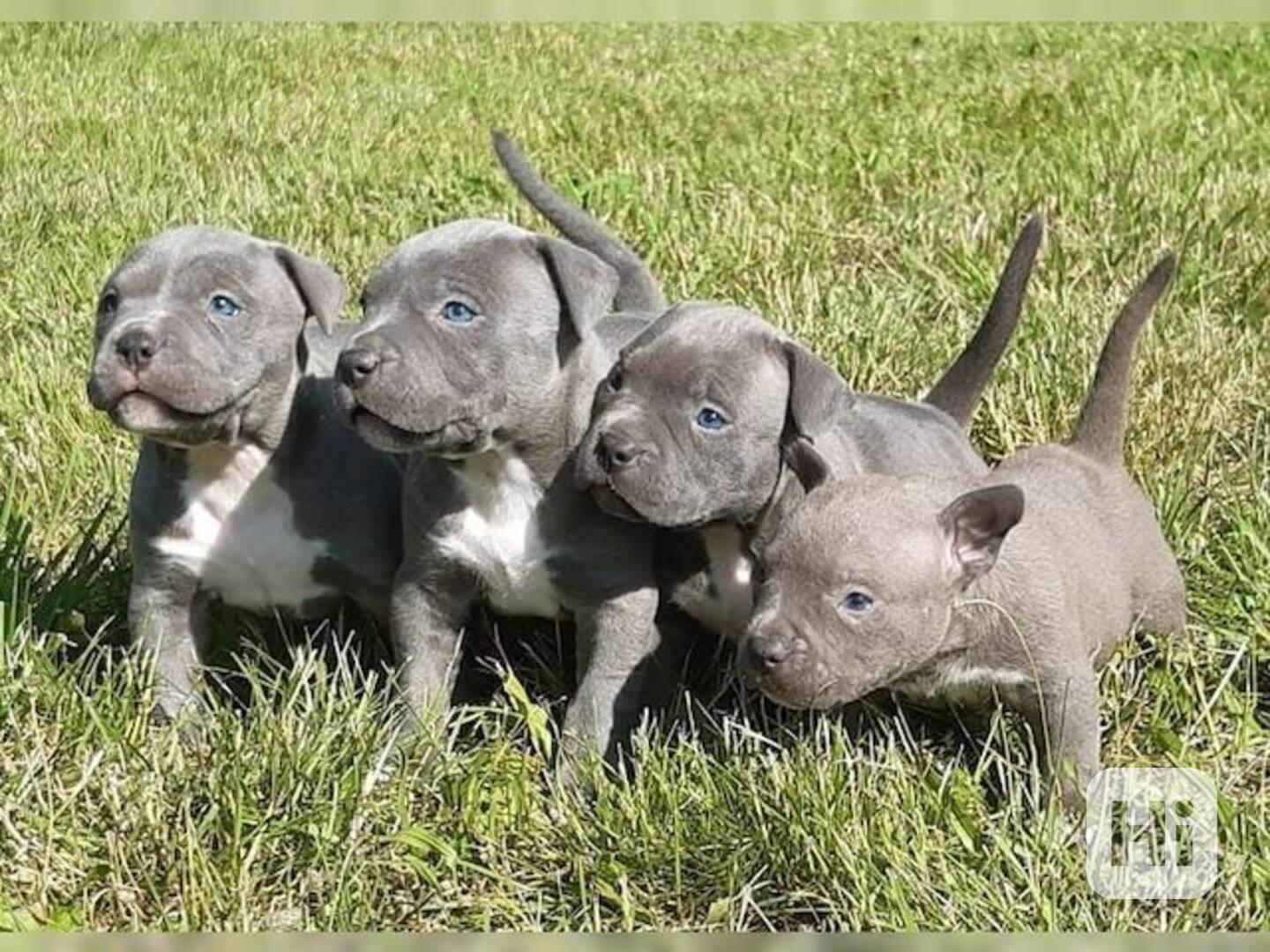 Americký pitbullterier s pp - foto 1