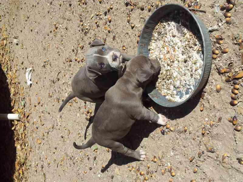 Americký pitbullterier s pp - foto 2