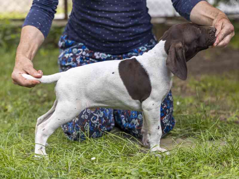 Německý krátkosrstý ohař štěňata - foto 6
